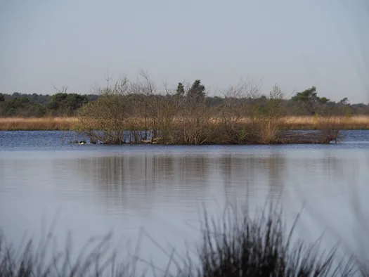 Kalmthoutse Heide, Kalmthout (België)